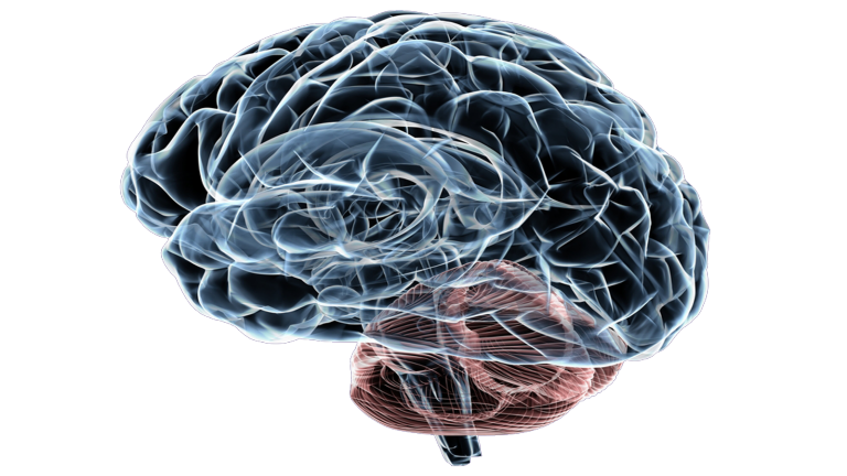 brain